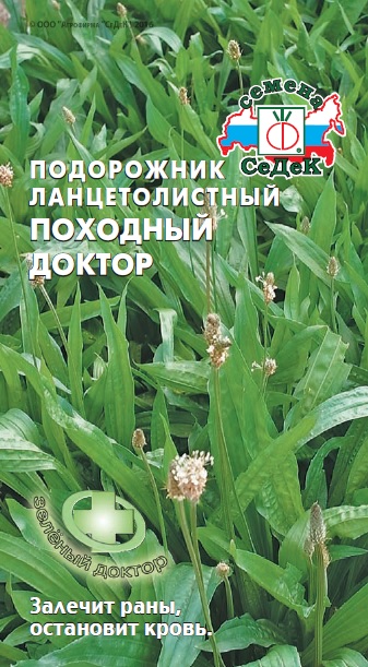 Подорожник большой Походный доктор