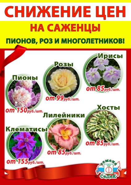 Распродажа саженцев цветов! Распродажа саженцев цветов!