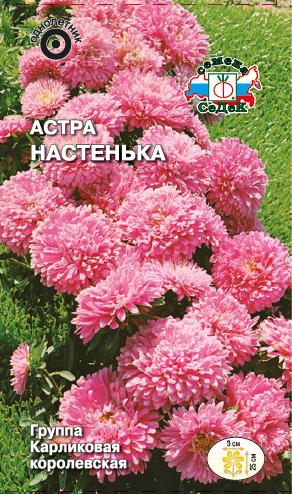 Астра Настенька