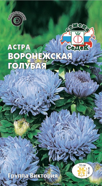 Астра Воронежская голубая