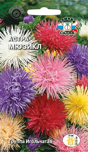 Астра Мюзикл (игольчльчатая, низкорослая смесь)