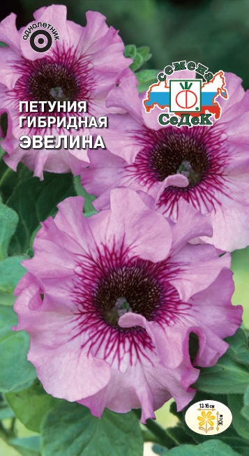 Петуния Эвелина