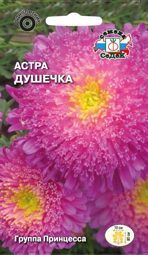 Астра Душечка