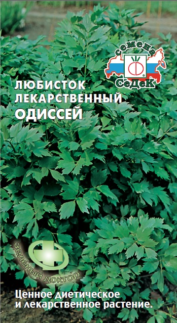 Любисток лекарственный Одиссей