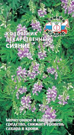 Козлятник лекарственный Сияние