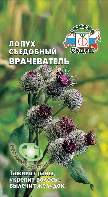Лопух съедобный Врачеватель