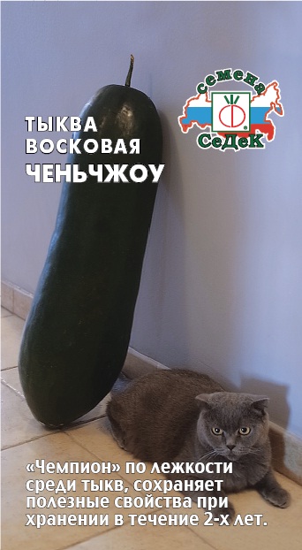 Тыква Ченчжоу (восковая)