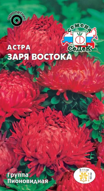 Астра Заря Востока