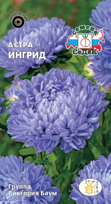 Астра Ингрид