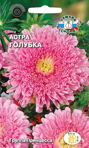 Астра Голубка