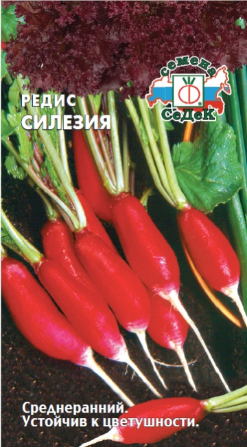 Редис Силезия
