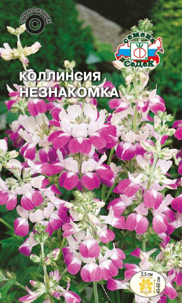 Коллинсия Незнакомка однолетняя