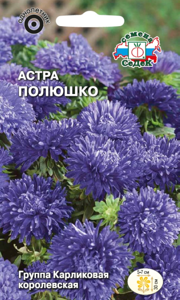 Астра Полюшко