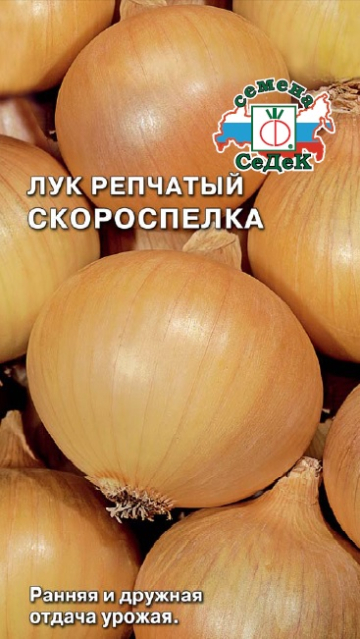 Лук Скороспелка