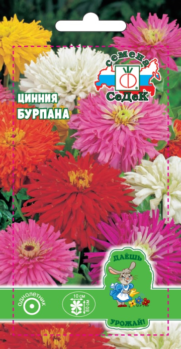 Цинния Бурпана (ДУ)