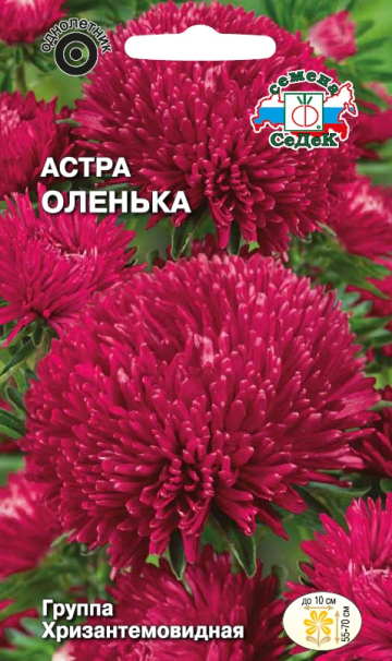 Астра Оленька