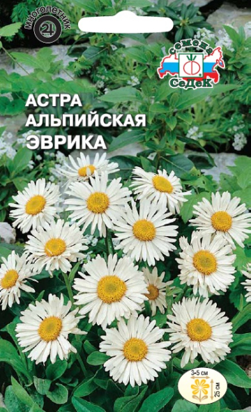 Астра Эврика (альпийская)