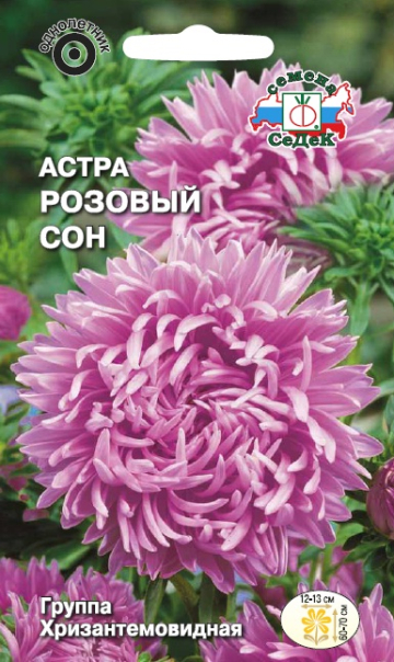 Астра Розовый сон