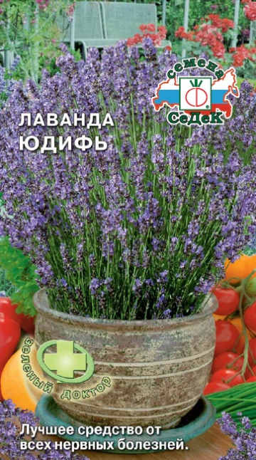 Лаванда Юдифь