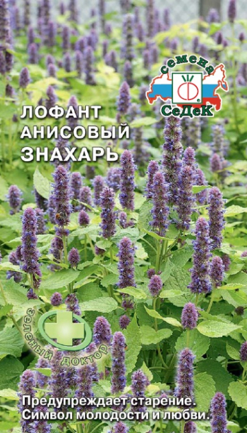 Лофант анисовый Знахарь