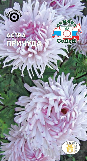Астра Причуда