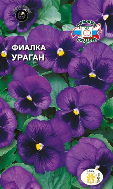 Фиалка Ураган Швейцарский гигант