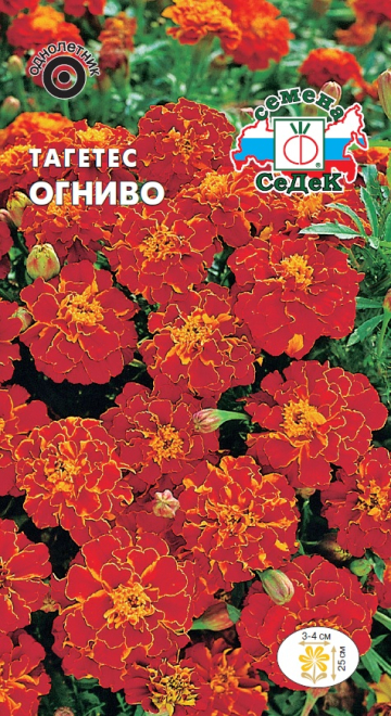 Тагетес Огниво (отклоненный, низкорослый, красно-коричневый)