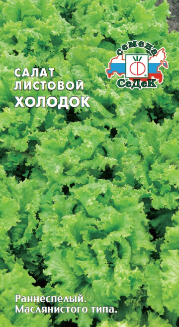 Салат Холодок