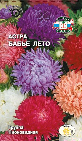 Астра Бабье лето