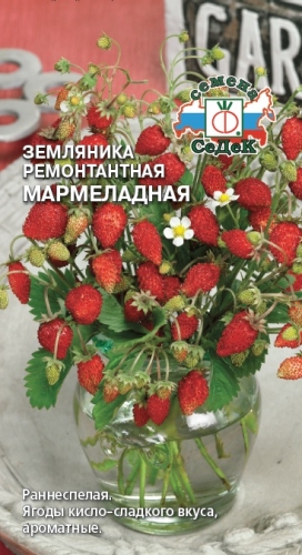 Земляника Мармеладная (ремонтантная)