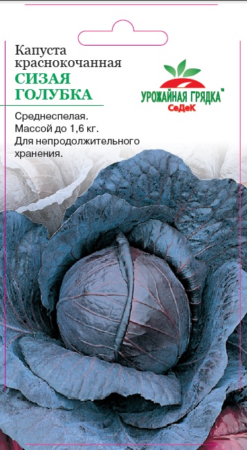 Капуста Сизая голубка (краснокочанная)