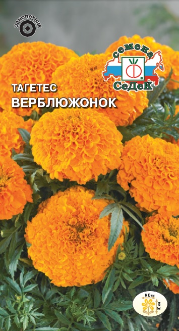 Тагетес Верблюжонок