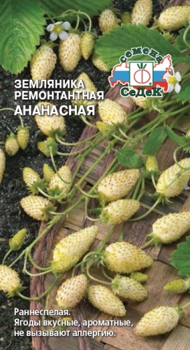 Земляника Ананасная (ремонтантная)