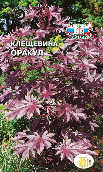 Клещевина Оракул