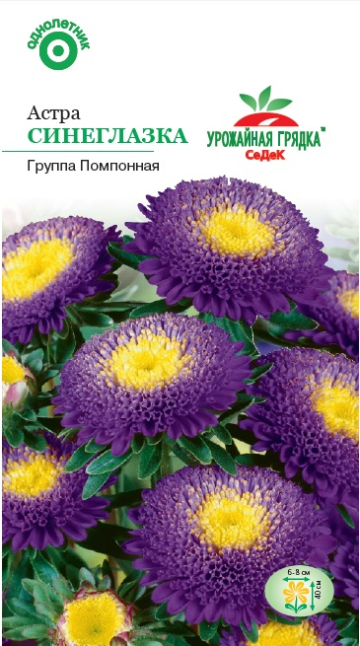 Астра Синеглазка