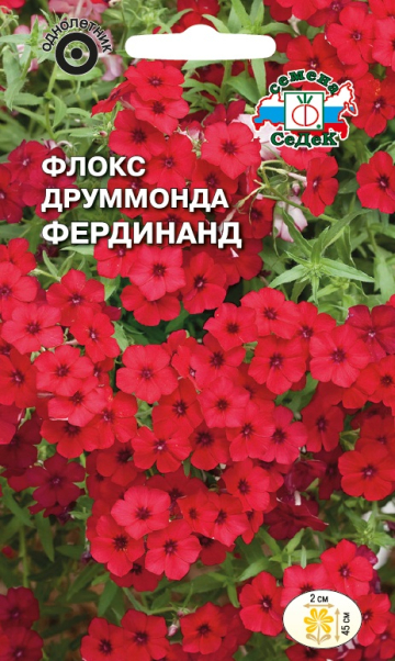 Флокс Друммонда Фердинанд