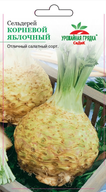 Сельдерей Яблочный - Урожайная грядка