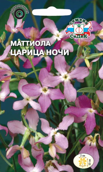 Маттиола (ночная фиалка) Царица Ночи