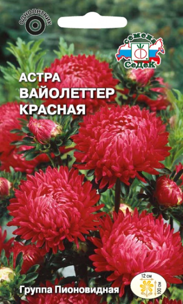 Астра Вайолеттер красная