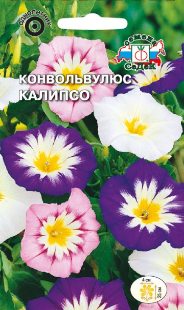 Конвольвулюс Калипсо