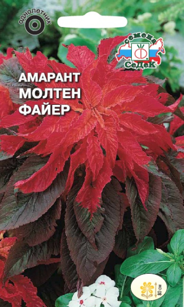 Амарант Молтен файер (двуцветный)