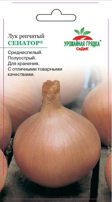 Лук репчатый Сенатор