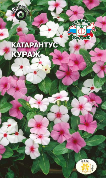Катарантус Кураж