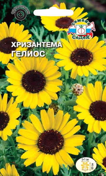 Хризантема Гелиос