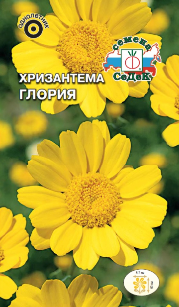 Хризантема Глория