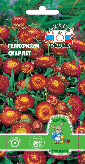 Гелихризум Скарлет (ДУ)