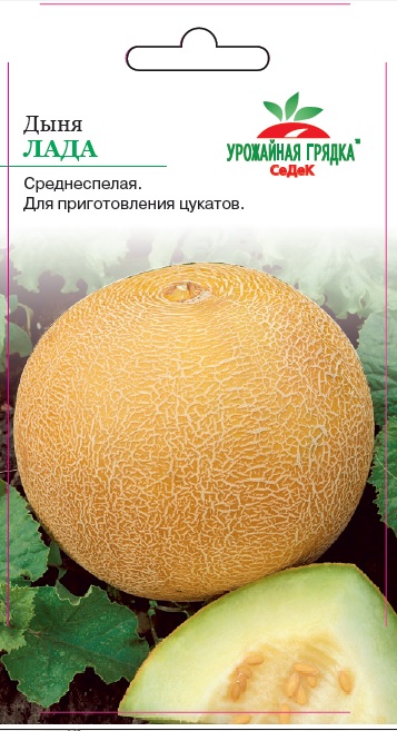 Дыня Лада