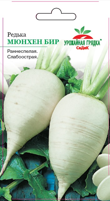 Редька Мюнхен Бир
