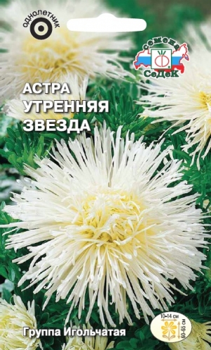 Астра Утренняя Звезда