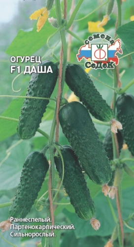 Огурцы Балконное Чудо Купить Семена
